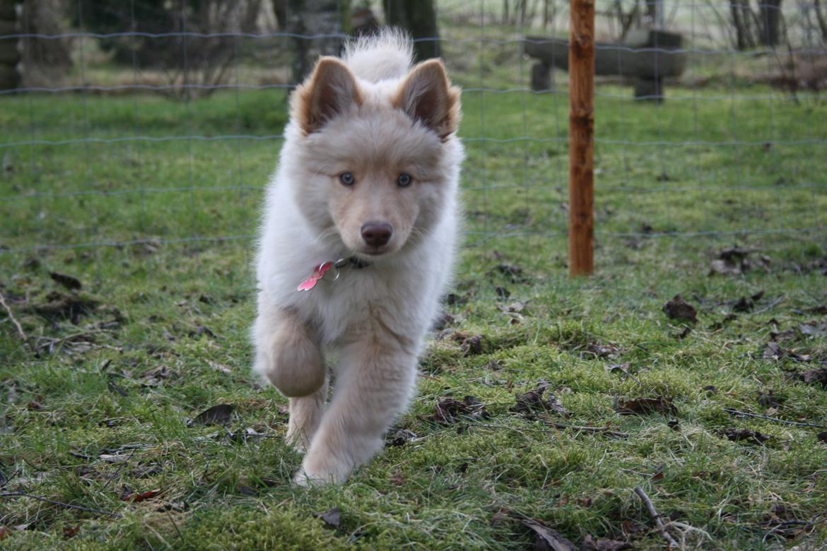 Finsk lapphund Leika (Ramona) billede 6