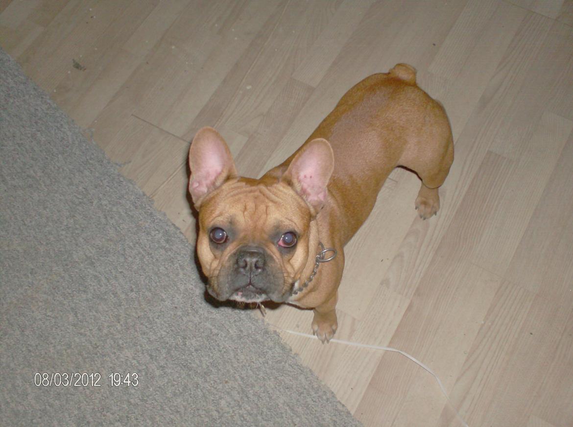 Fransk bulldog                   Milo <3 billede 17