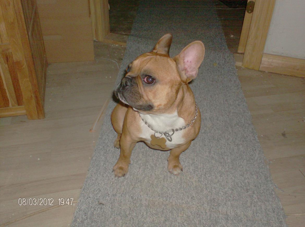 Fransk bulldog                   Milo <3 billede 18