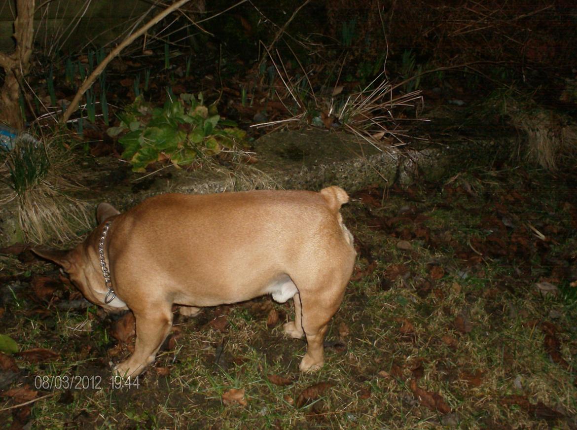 Fransk bulldog                   Milo <3 billede 19
