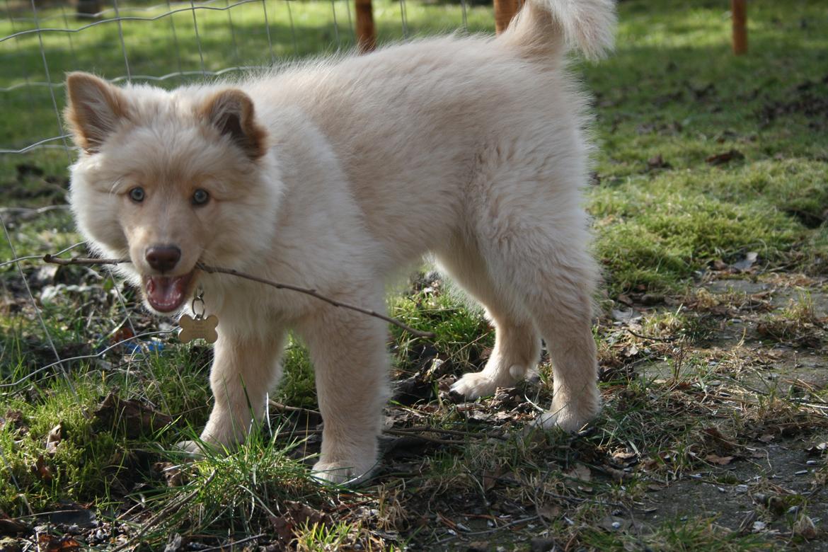 Finsk lapphund Leika (Ramona) billede 7