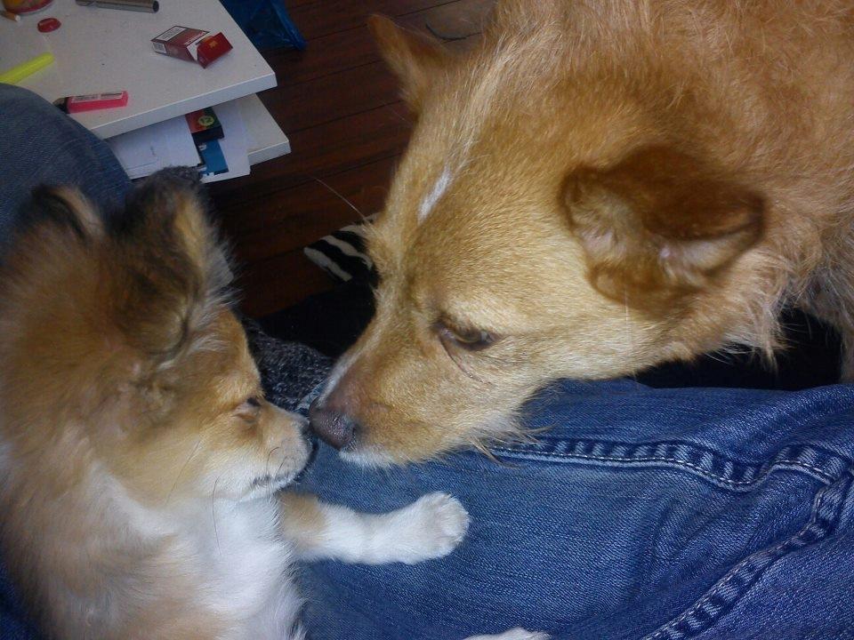 Blanding af racer Eigiel - Eigiel & hans bedste ven Tilde :) billede 15