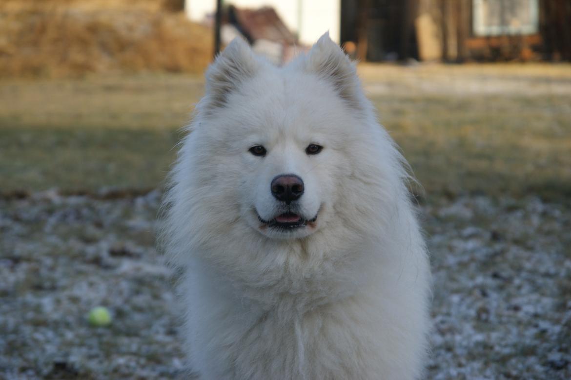 Samojedhund Cosmo billede 1