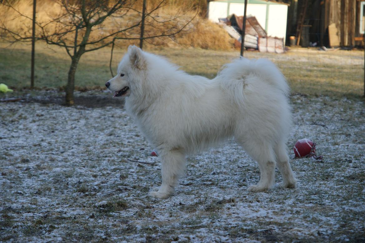 Samojedhund Cosmo - Står næsten flot :) billede 2