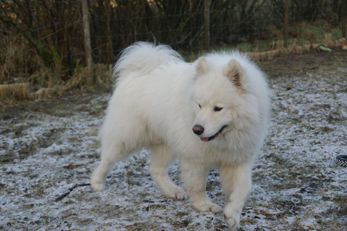 Samojedhund Cosmo - Cosmo D. 8/3/12 billede 3