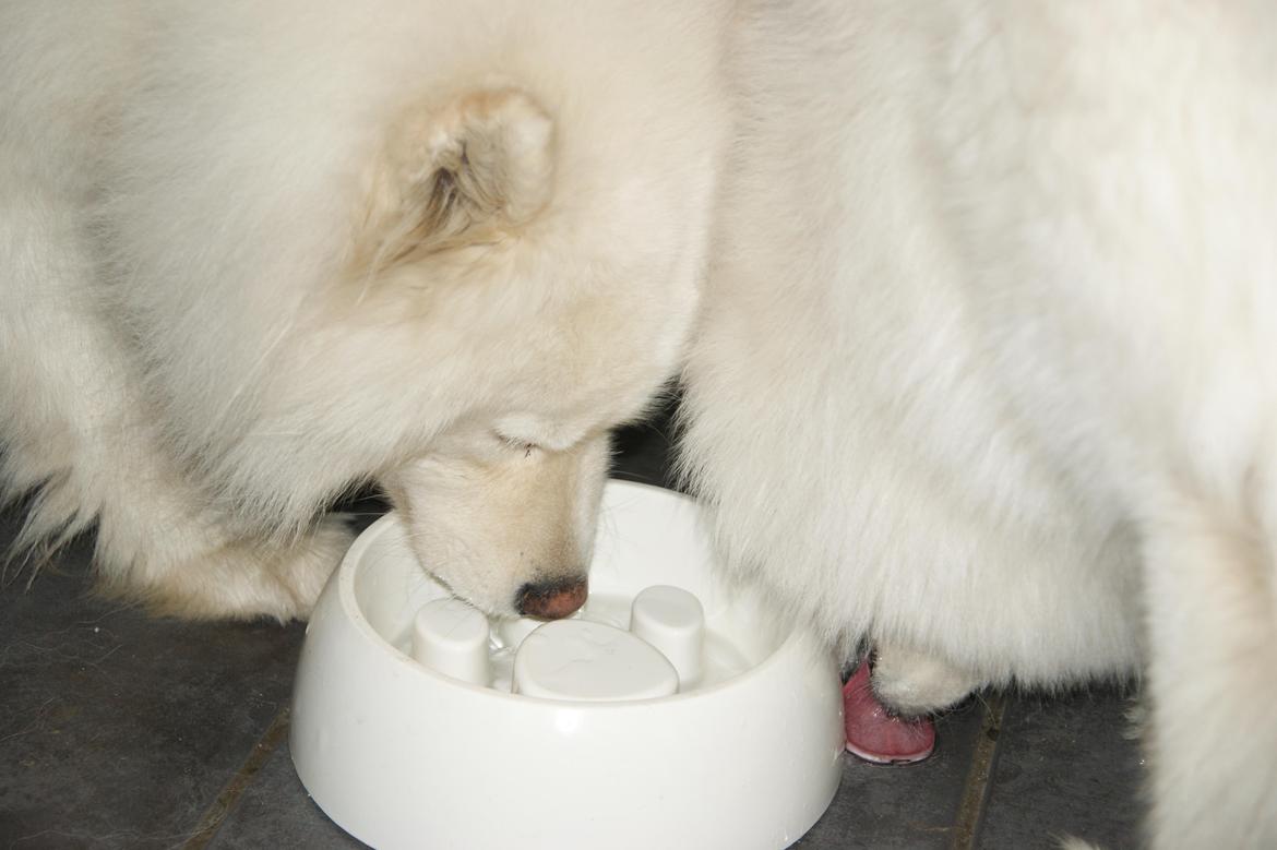 Samojedhund Cosmo billede 4