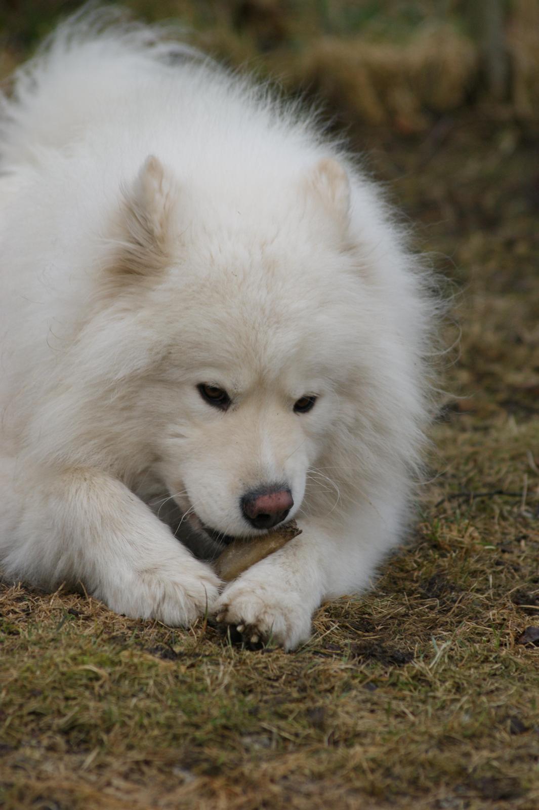 Samojedhund Cosmo - Cosmo D 9/3/12 billede 5