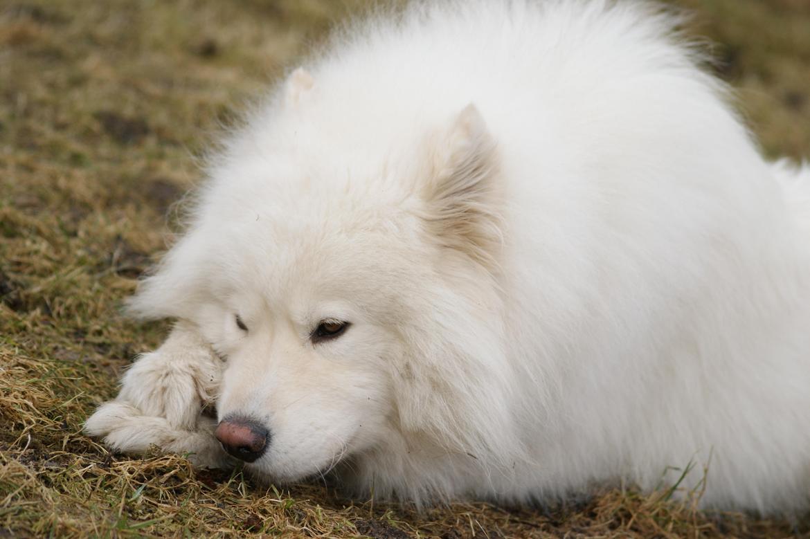 Samojedhund Cosmo billede 6