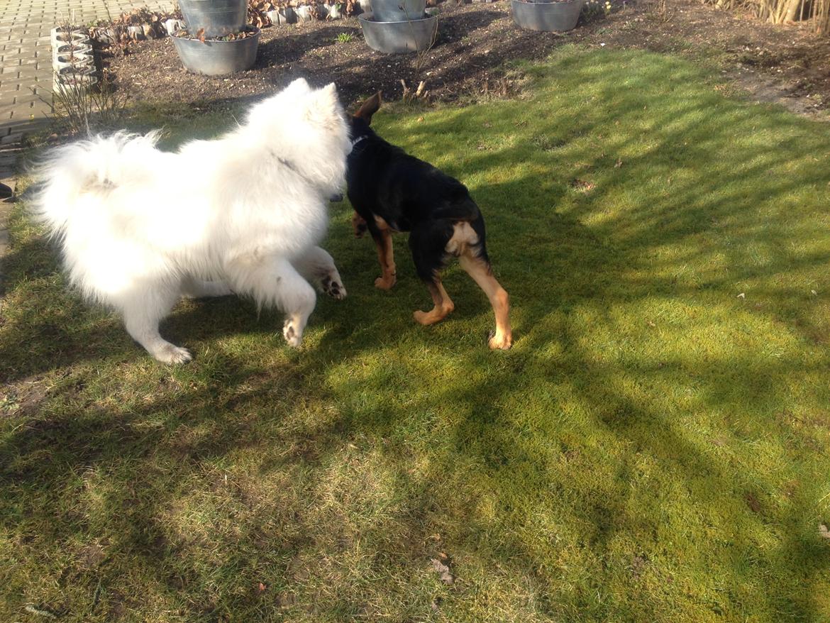 Samojedhund Cosmo - Cosmo og Lucky(min brors hund) :) hyggede i haven D. 8 marts:) billede 7