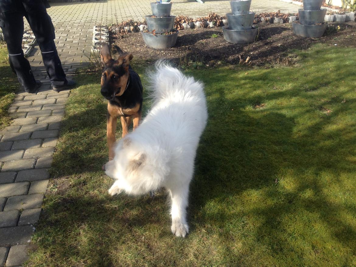 Samojedhund Cosmo - Cosmo og Lucky(min brors hund) :) hyggede i haven D. 8 marts:) billede 8
