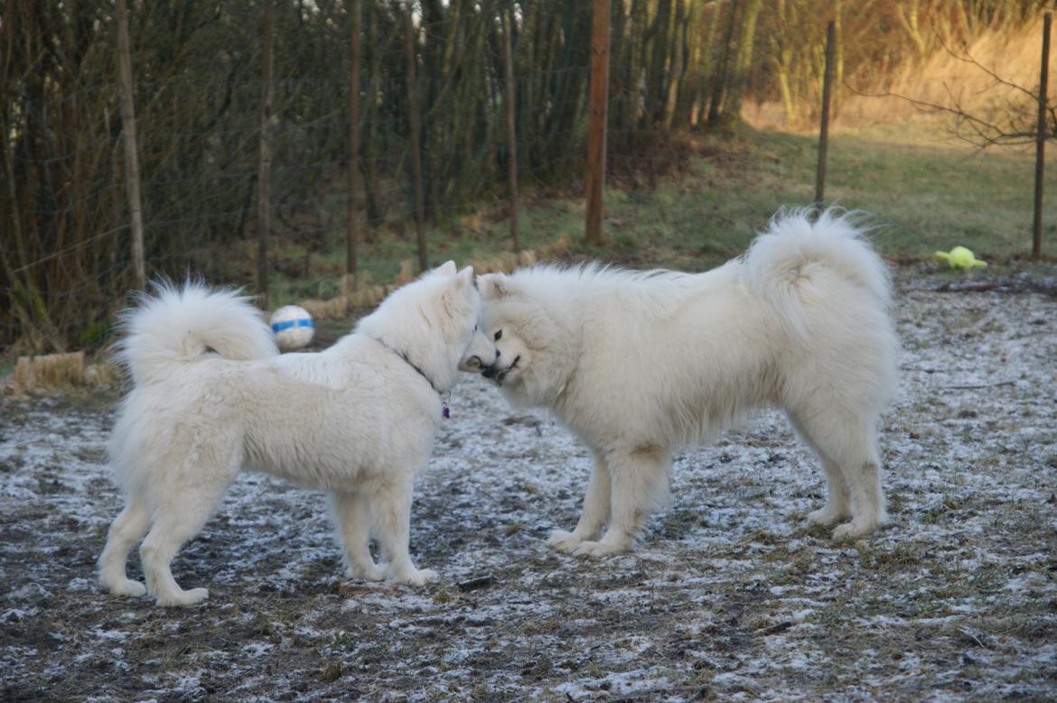 Samojedhund Cosmo billede 9