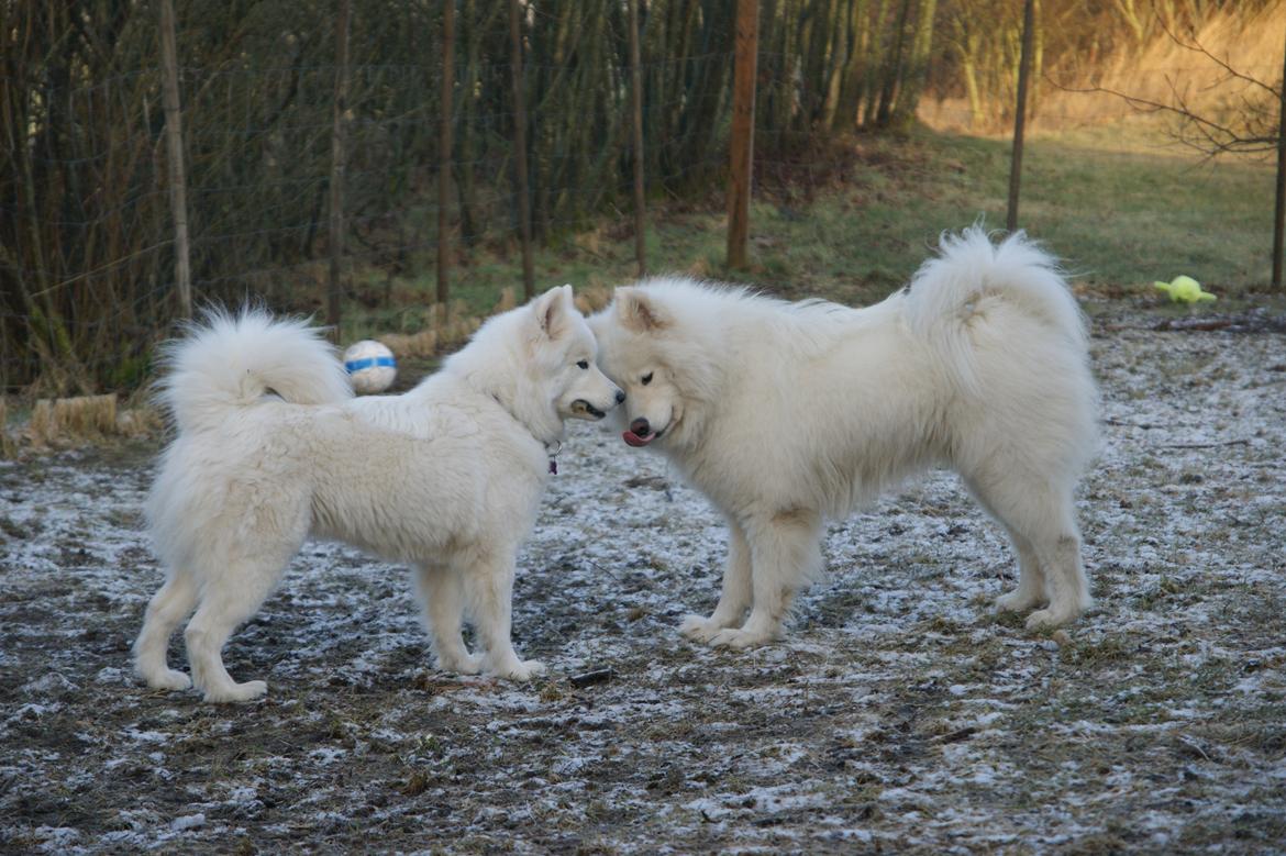 Samojedhund Cosmo billede 10