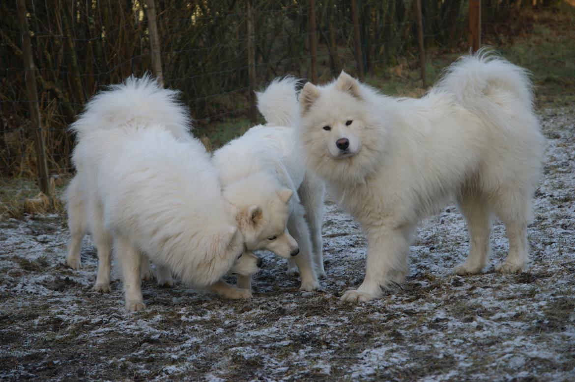 Samojedhund Cosmo billede 11