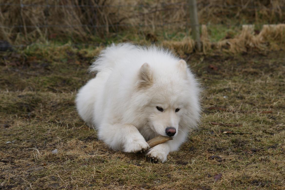 Samojedhund Cosmo billede 12