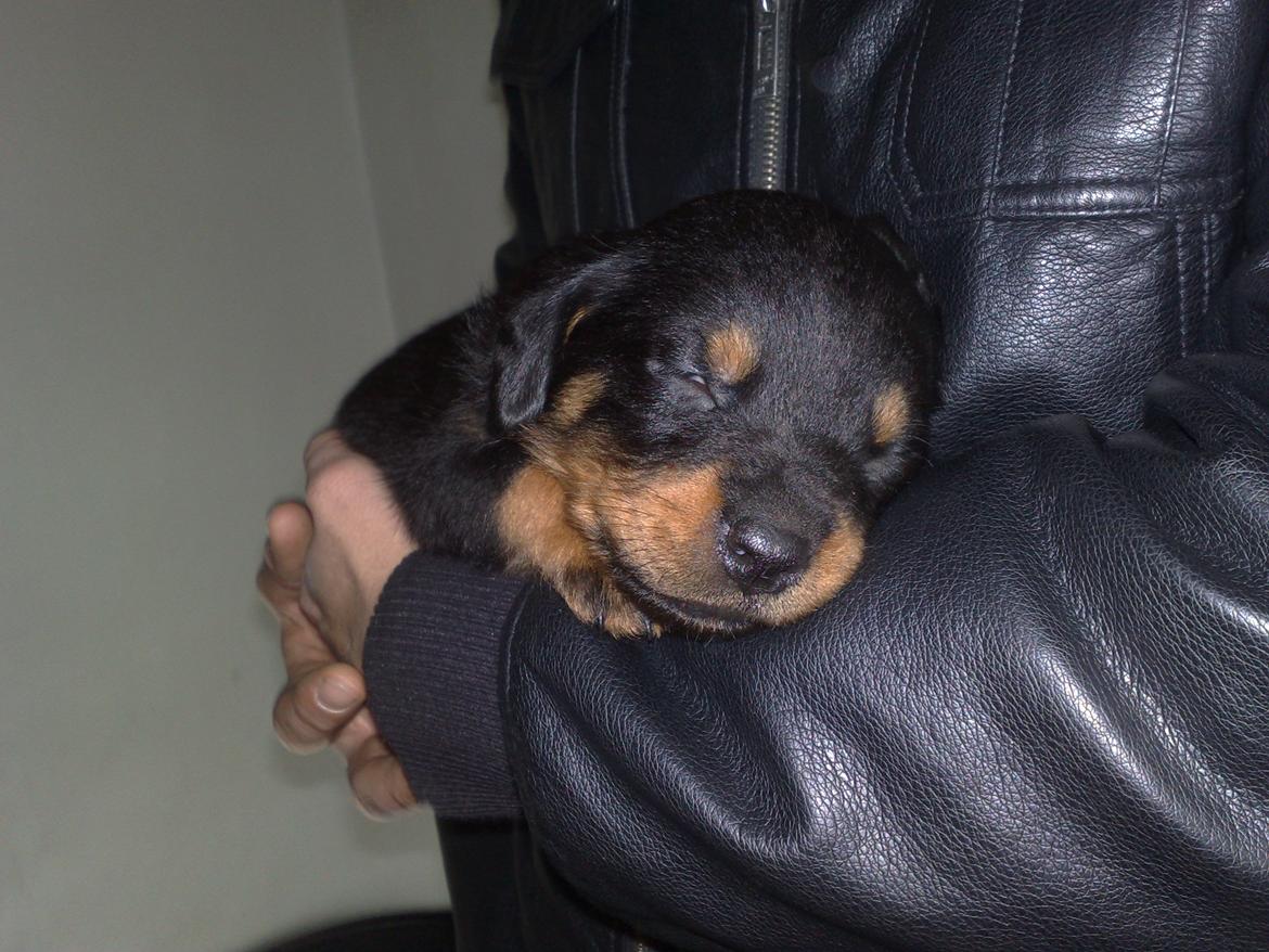 Rottweiler Junior billede 1