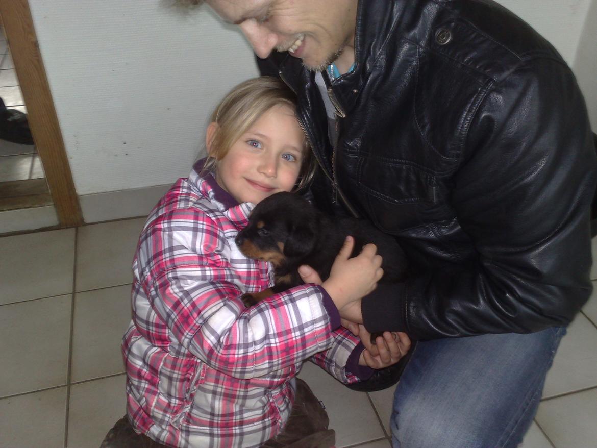 Rottweiler Junior billede 2