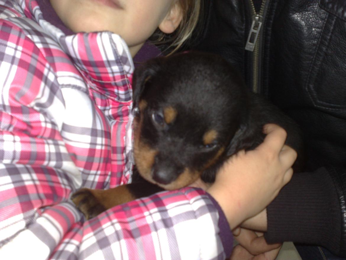 Rottweiler Junior billede 3