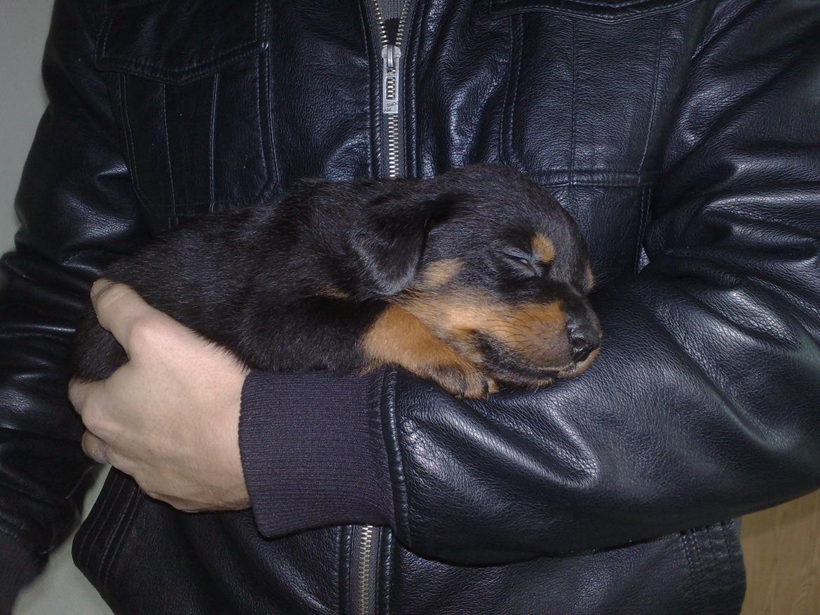 Rottweiler Junior billede 4