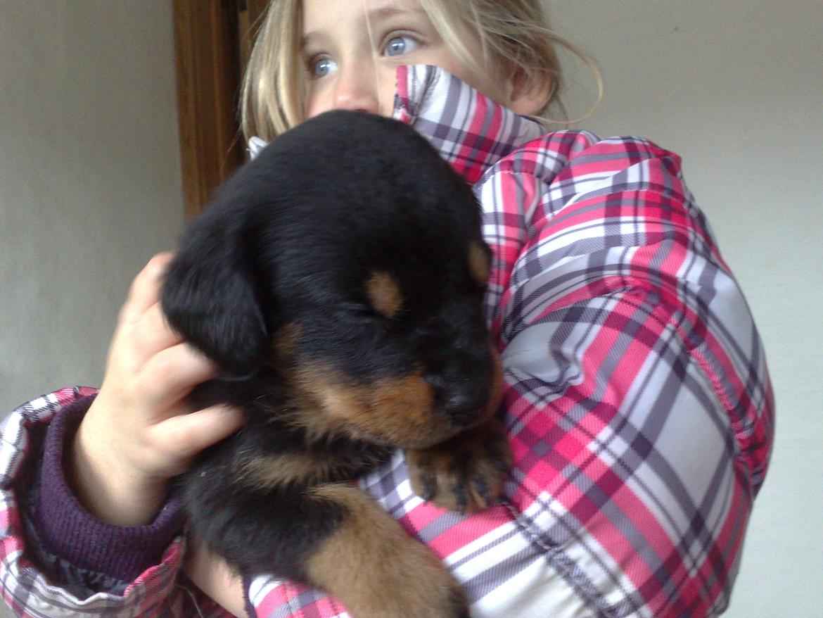 Rottweiler Junior billede 5