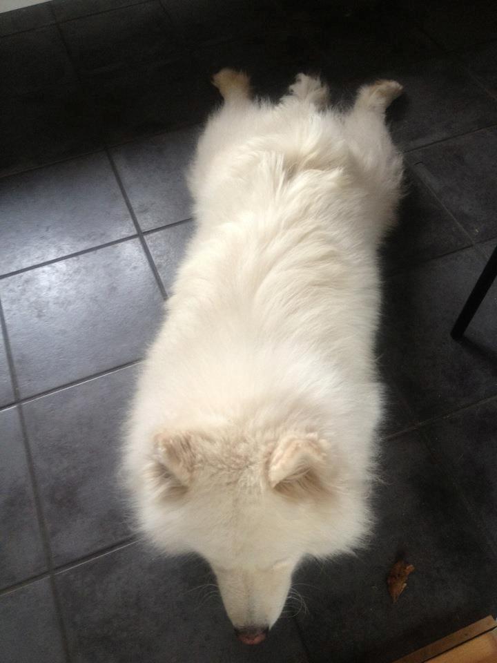 Samojedhund Cosmo - D 9/3-2012 - Sådan flader Cosmo ud:) Sammen med hans blad som han legede med hehe underligt:D billede 13