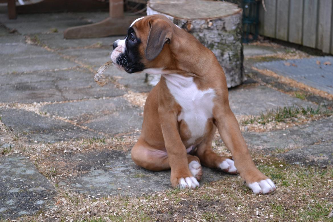 Boxer Schwartzbox Haylia billede 1