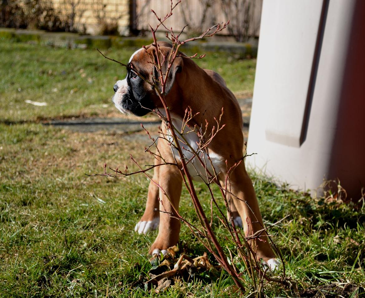 Boxer Schwartzbox Haylia billede 2