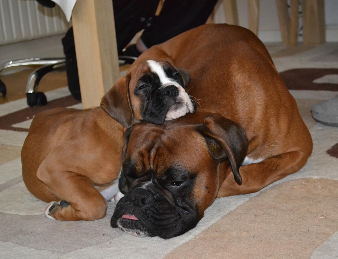 Boxer Schwartzbox Haylia billede 3