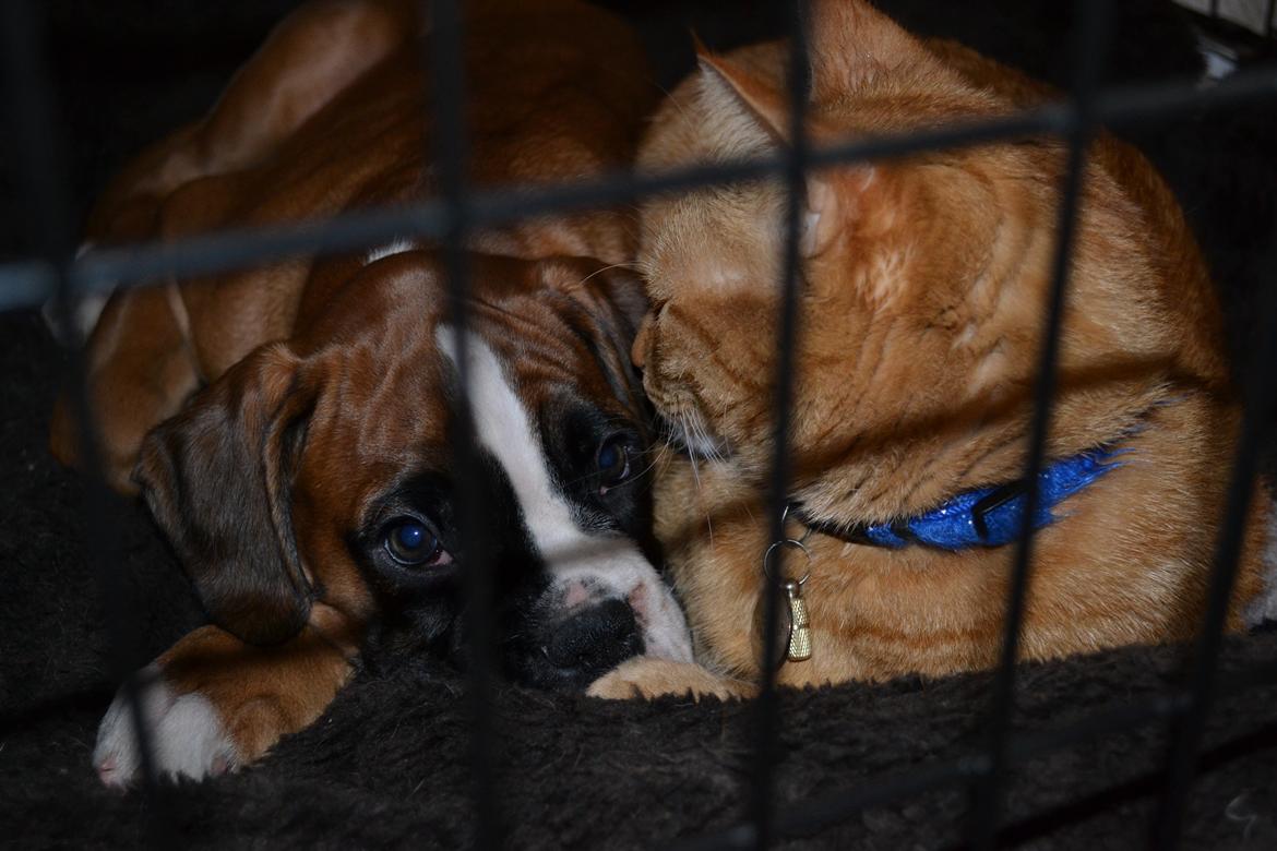 Boxer Schwartzbox Haylia billede 4