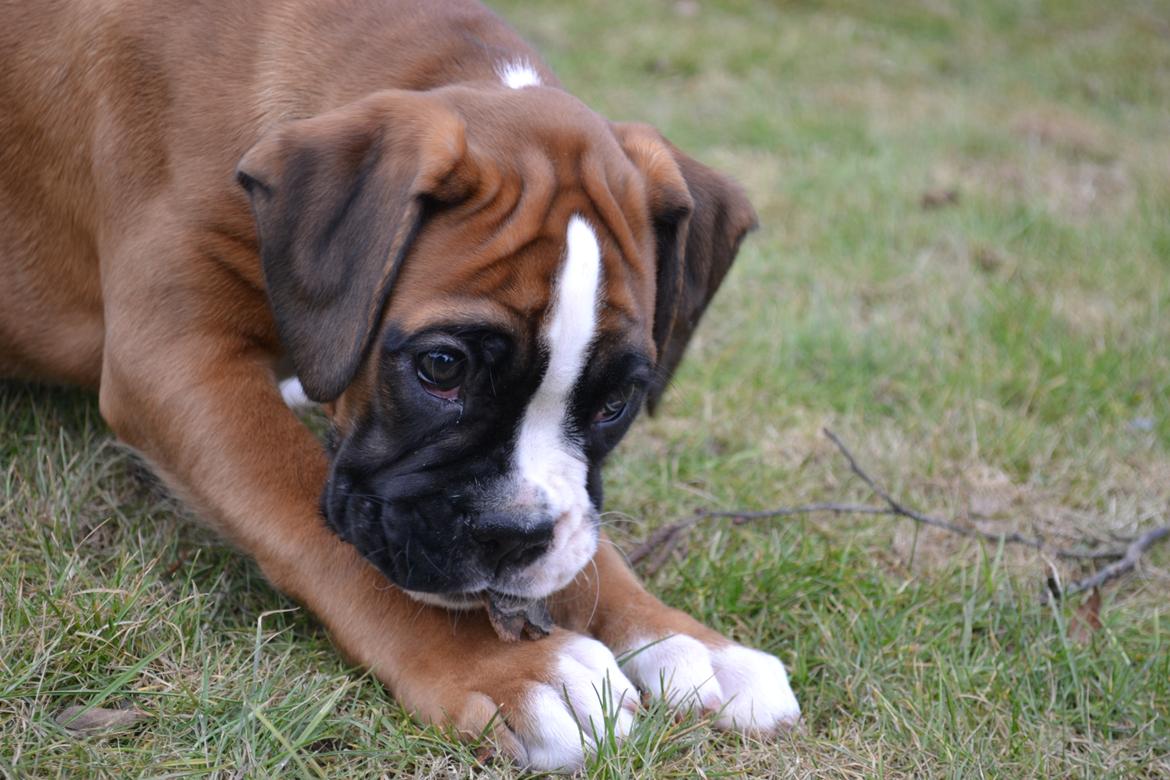 Boxer Schwartzbox Haylia billede 5