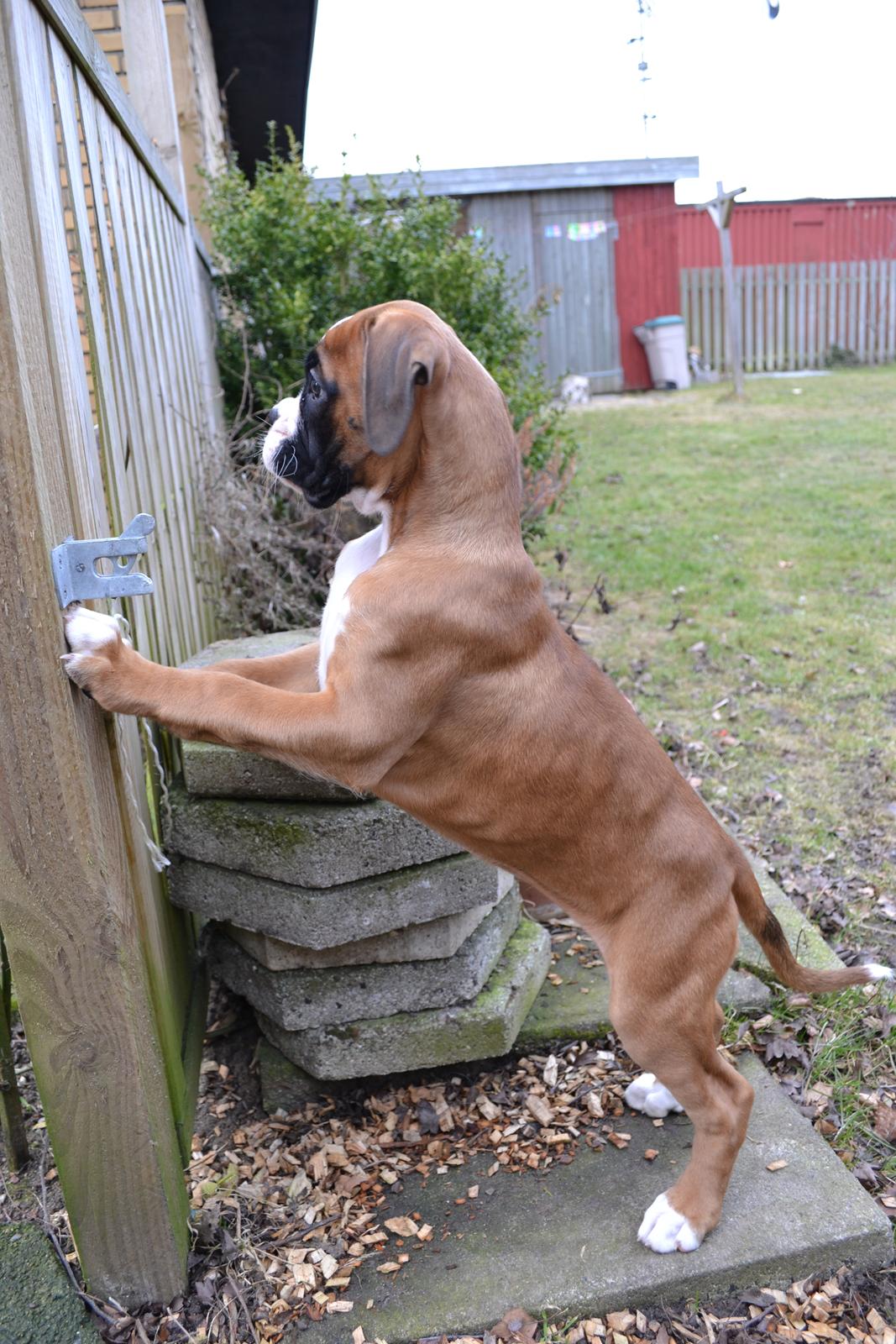 Boxer Schwartzbox Haylia billede 6