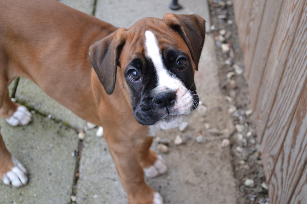 Boxer Schwartzbox Haylia billede 7
