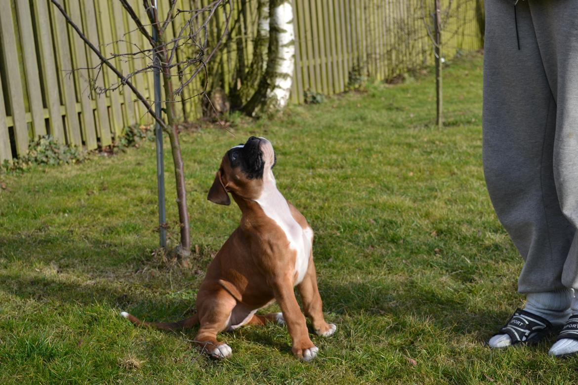 Boxer Schwartzbox Haylia billede 8