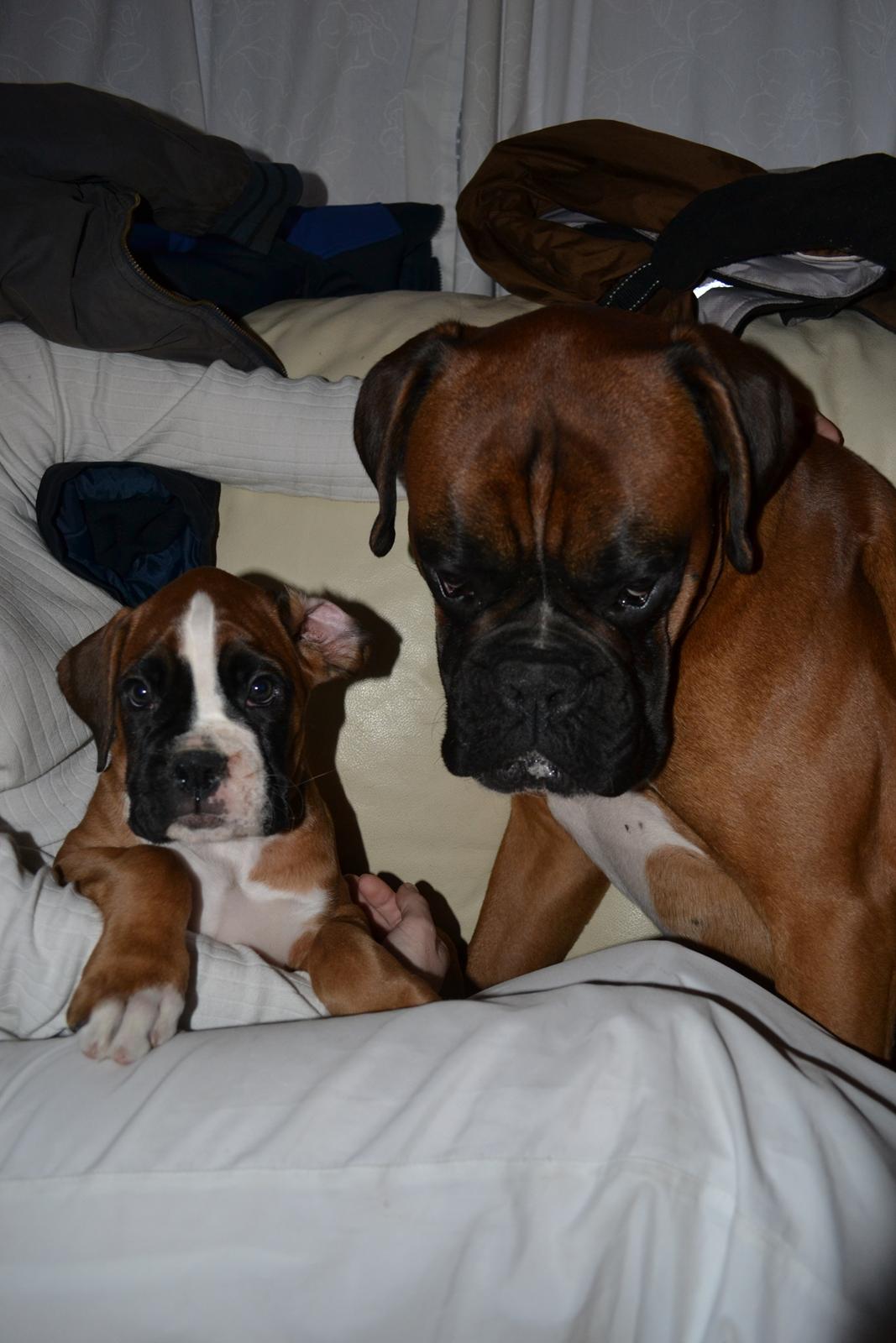 Boxer Schwartzbox Haylia billede 9