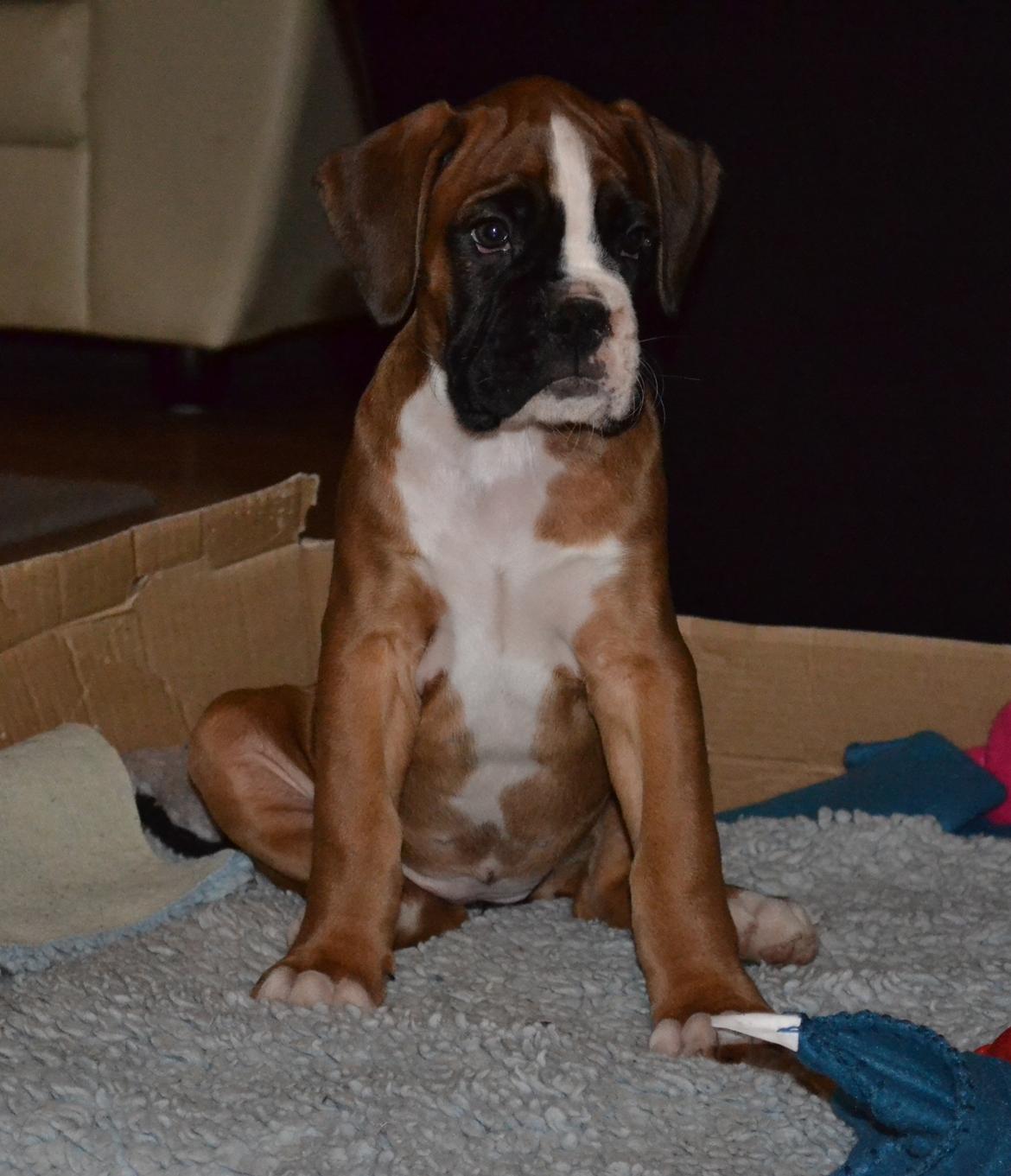 Boxer Schwartzbox Haylia billede 10