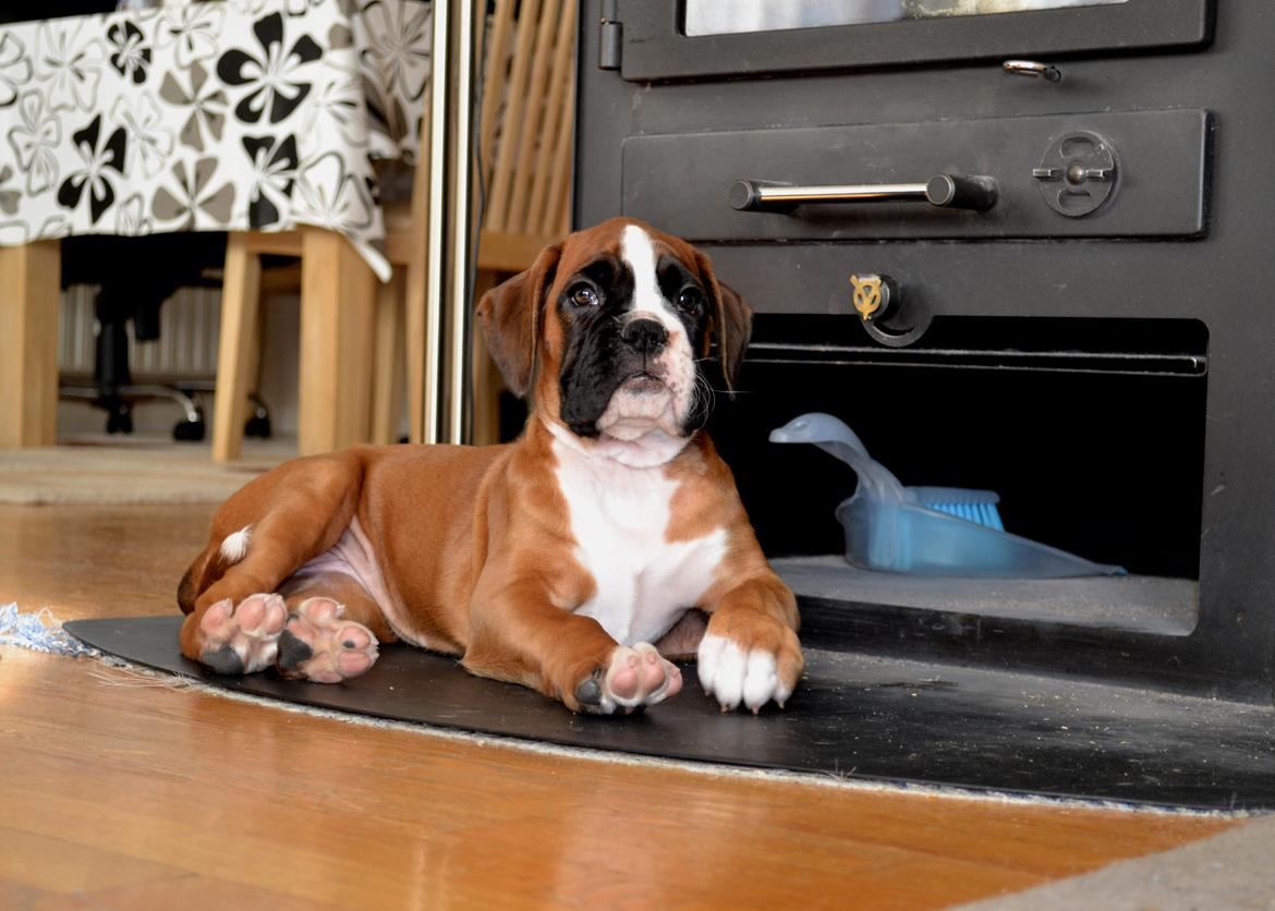 Boxer Schwartzbox Haylia billede 11