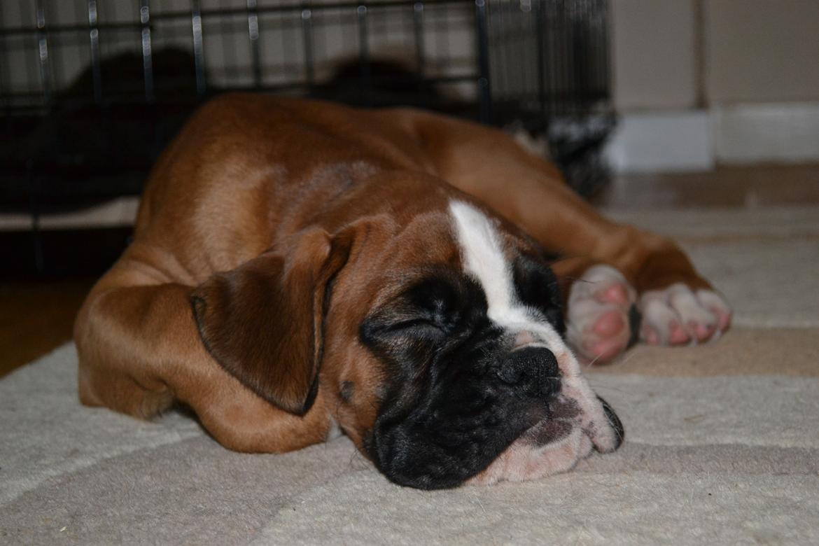 Boxer Schwartzbox Haylia billede 12