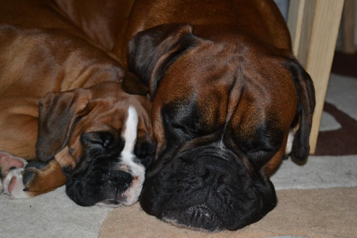 Boxer Schwartzbox Haylia billede 13