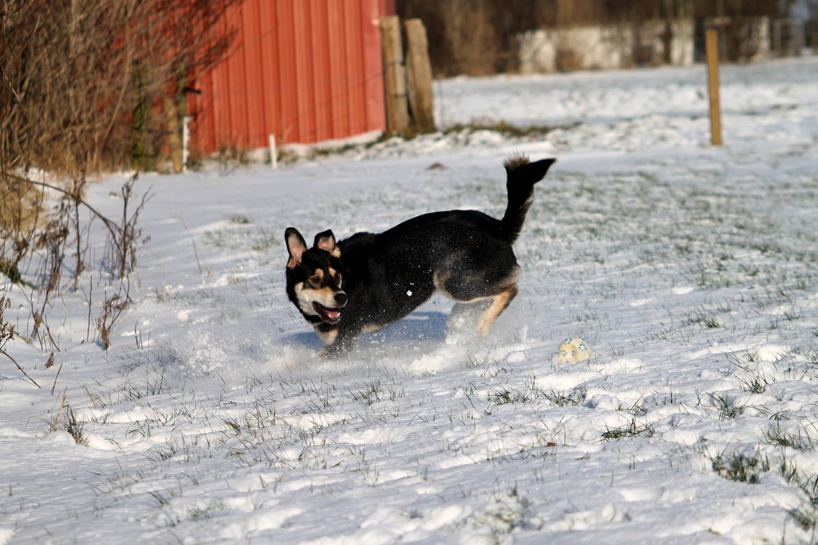 Blanding af racer Akeela - Billedet er taget af mig :) billede 31