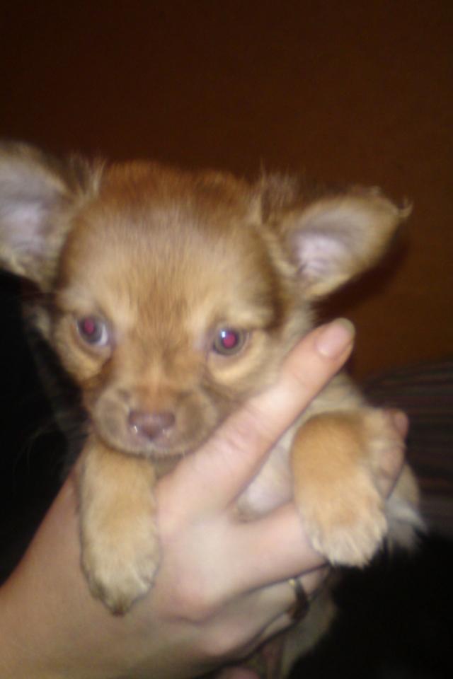 Chihuahua wawie - bitte wawie billede 7