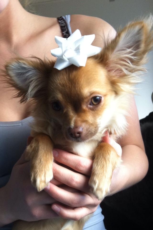 Chihuahua wawie billede 8