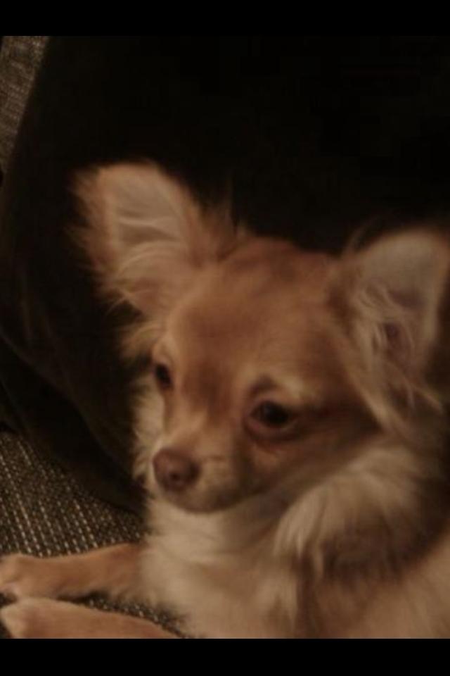 Chihuahua wawie billede 9