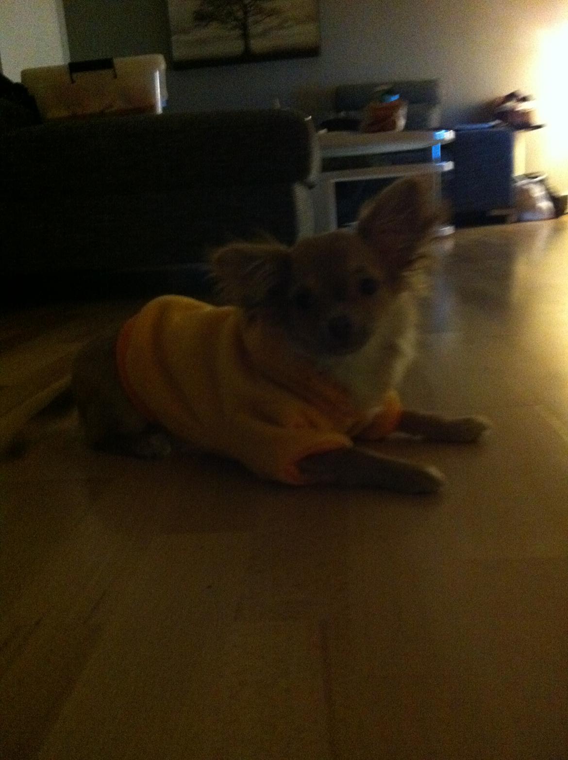 Chihuahua wawie - wawie på vej ud og gå tur billede 10