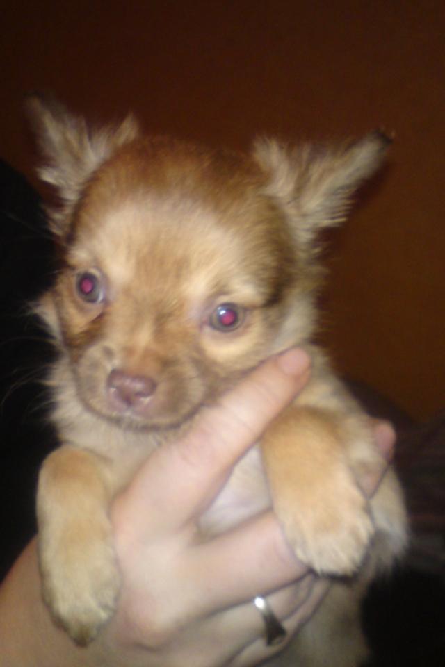 Chihuahua wawie billede 11