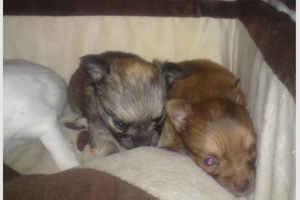 Chihuahua wawie - wawie og hendes søster  billede 12