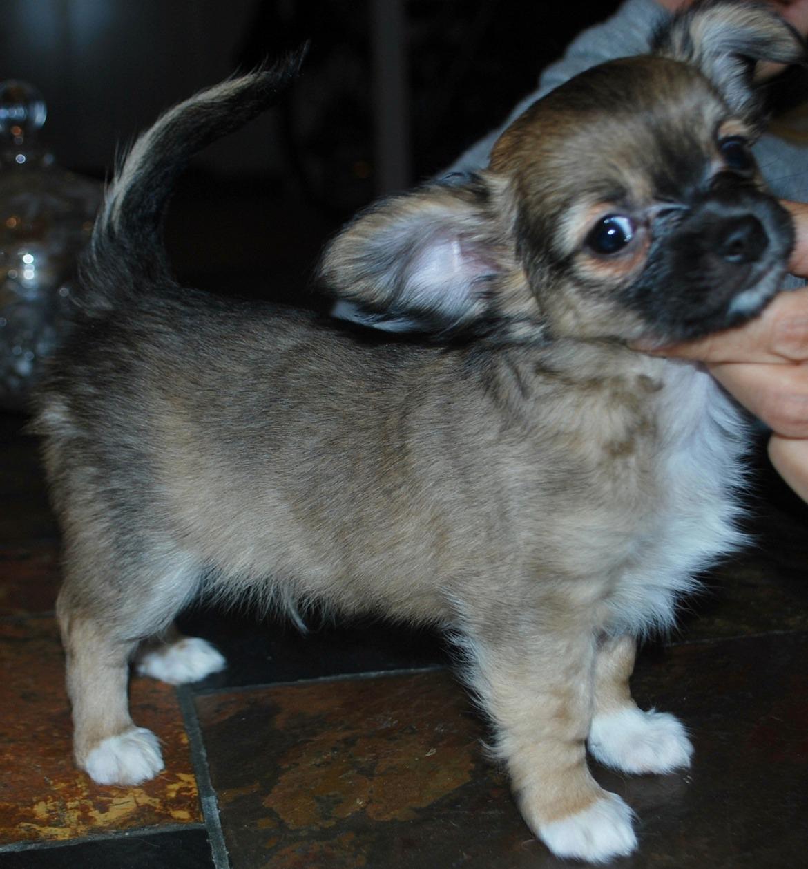 Chihuahua My Precious Golden Nugget billede 1