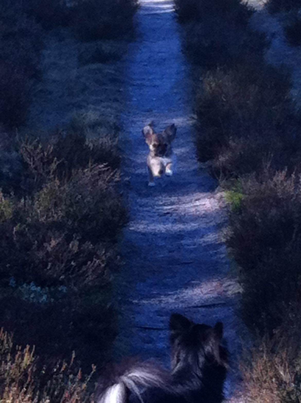 Chihuahua My Precious Golden Nugget billede 2