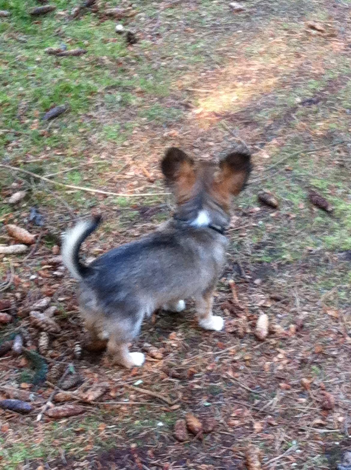 Chihuahua My Precious Golden Nugget billede 3