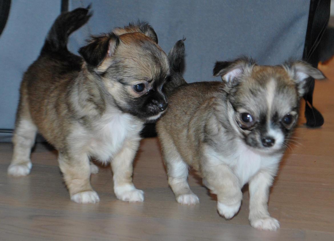 Chihuahua My Precious Golden Nugget billede 4