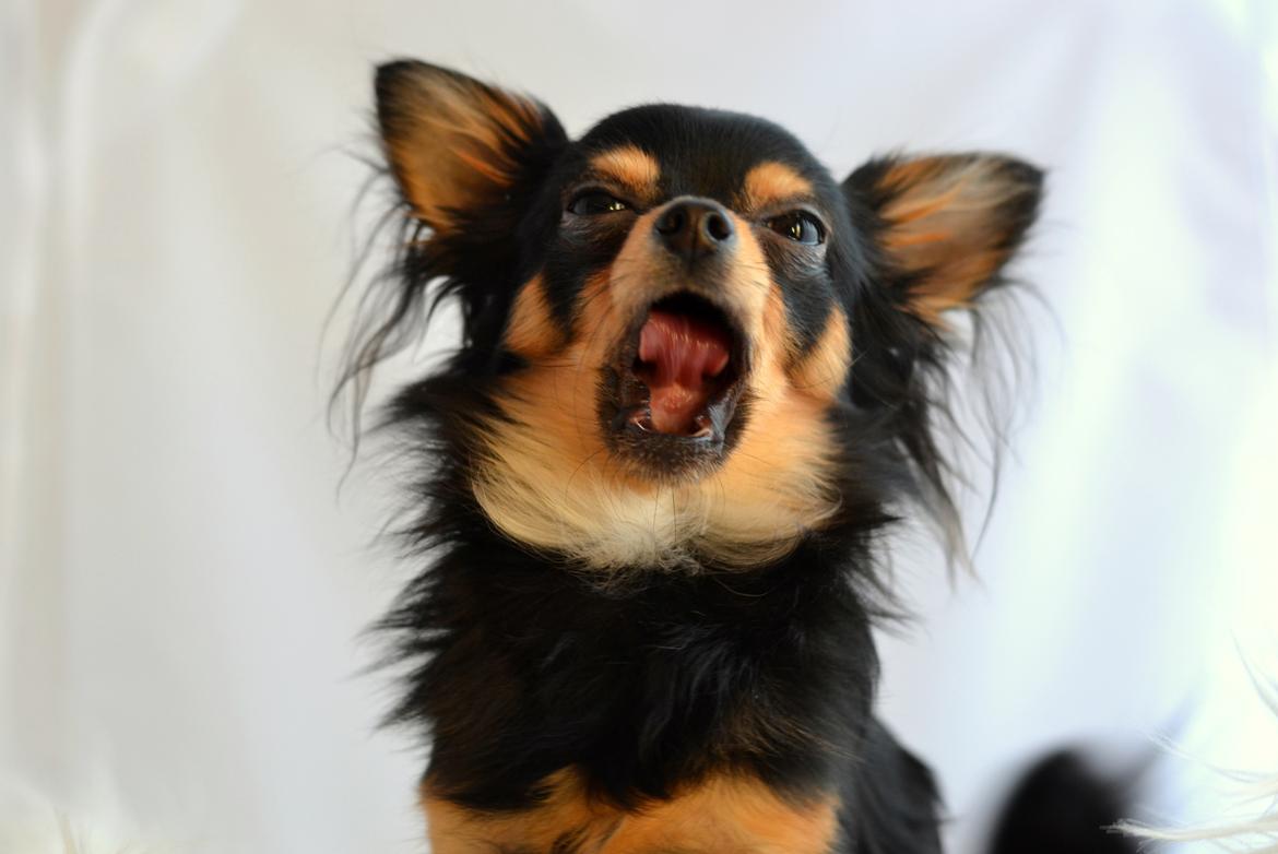 Chihuahua Mickey billede 3