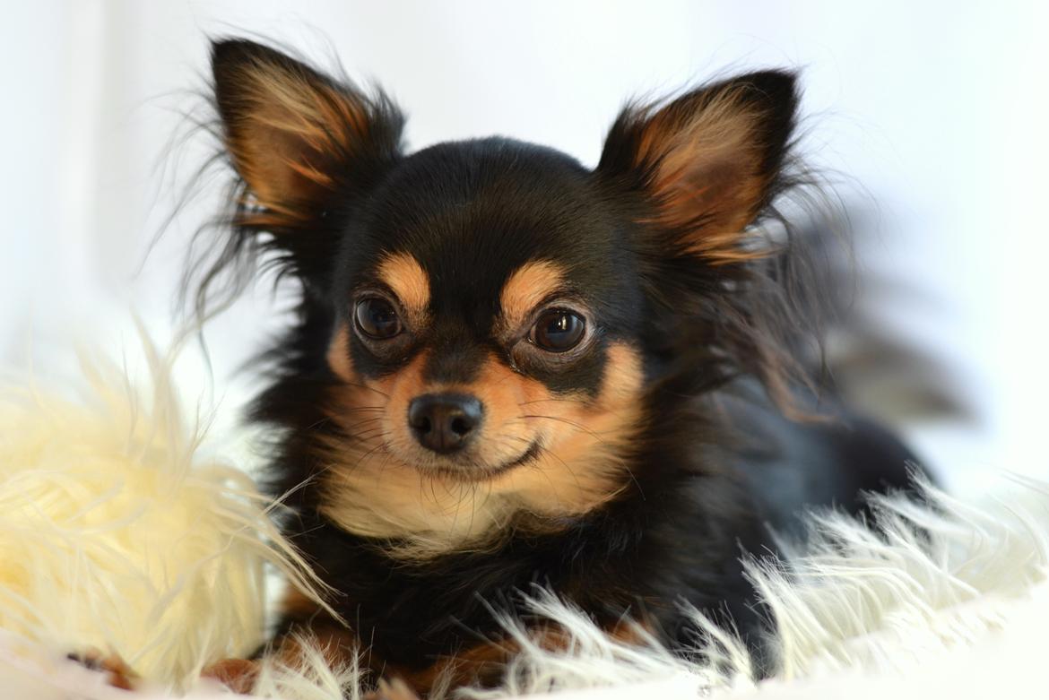 Chihuahua Mickey billede 2